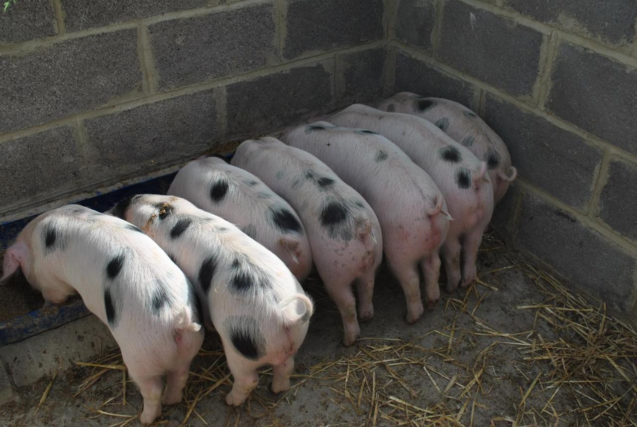 Alderton  Elms Farm 빌라 외부 사진